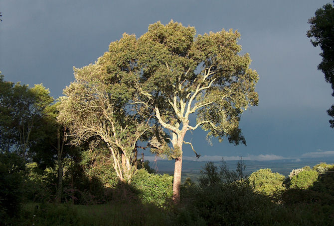 Prunus africanus